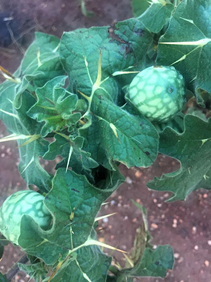 Solanum viarum Solanum viarum