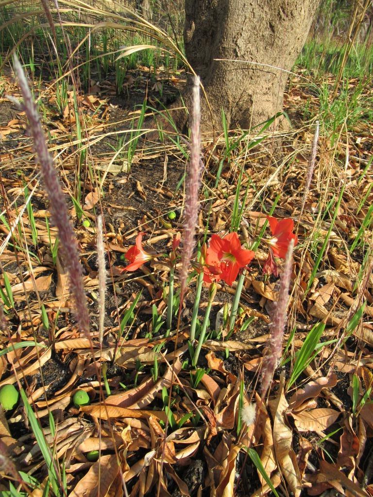 Hippeastrum puniceum