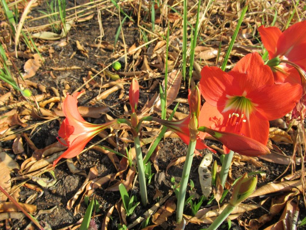 Hippeastrum puniceum Hippeastrum puniceum