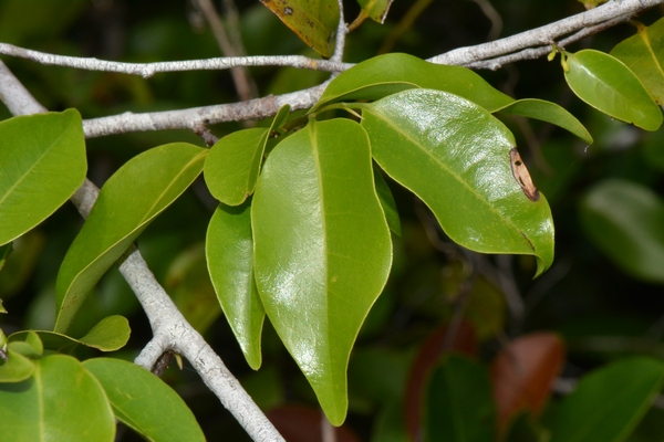 Xylopia tenuipetala Xylopia tenuipetala
