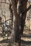 Combretum collinum subsp. gazense