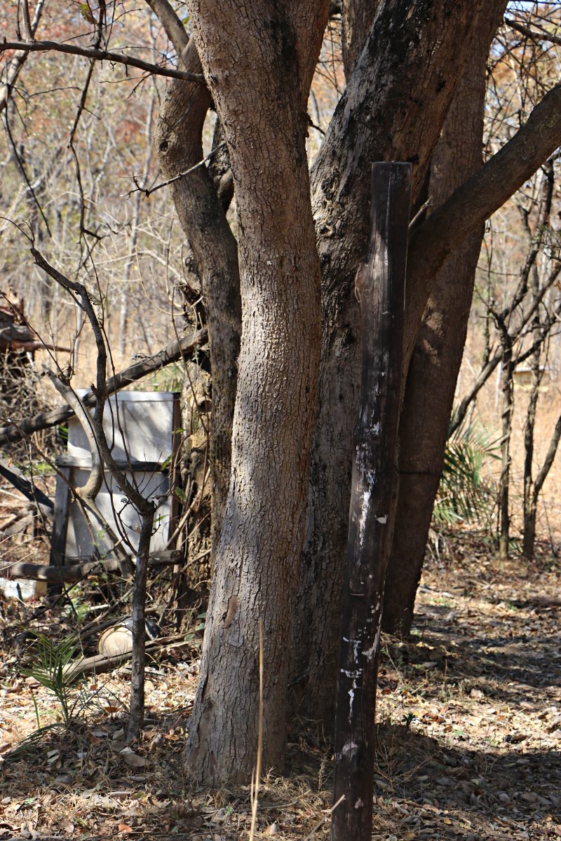 Combretum collinum subsp. gazense