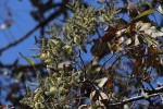 Combretum collinum subsp. gazense