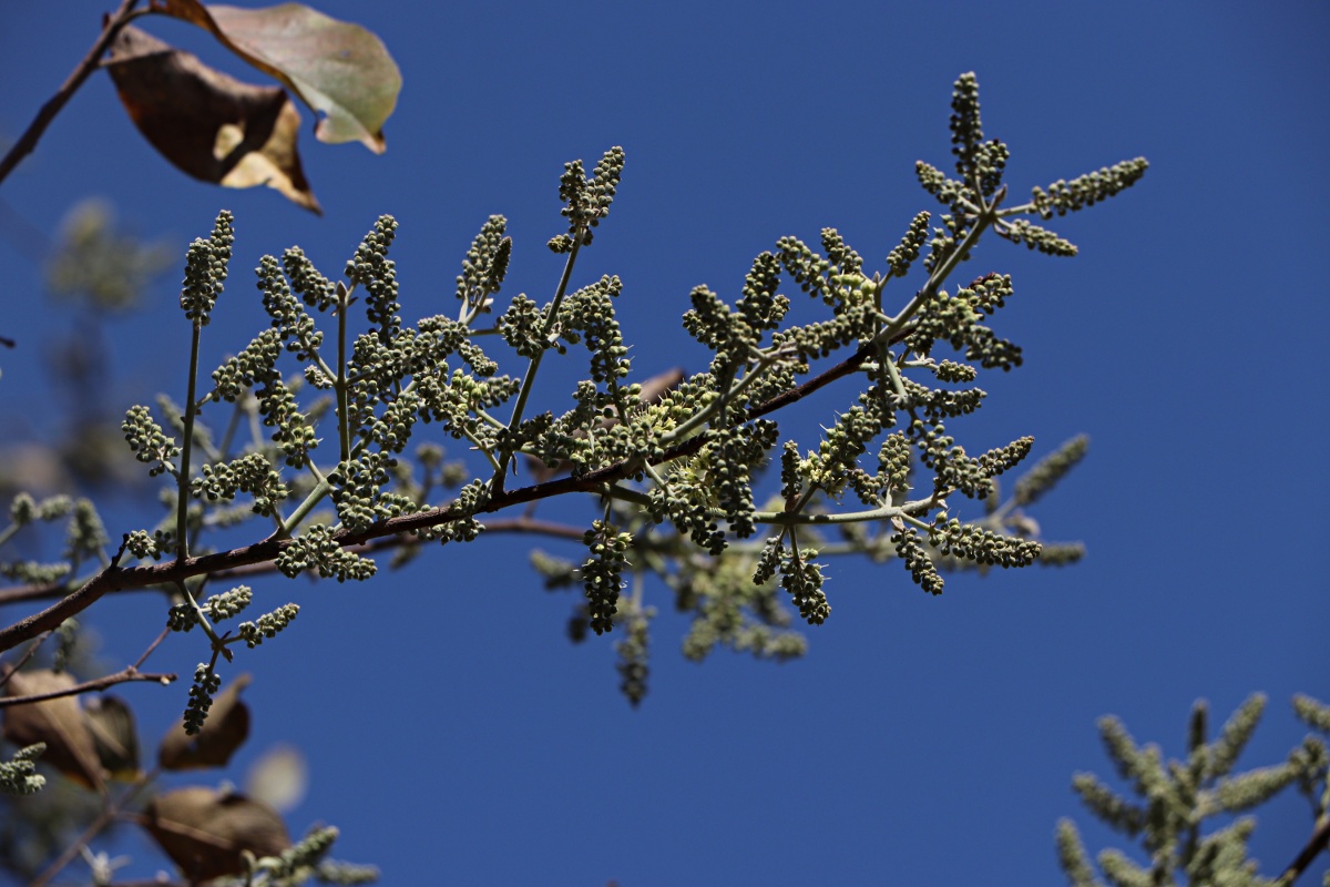 Combretum collinum subsp. gazense
