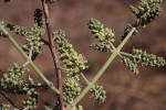 Combretum collinum subsp. gazense