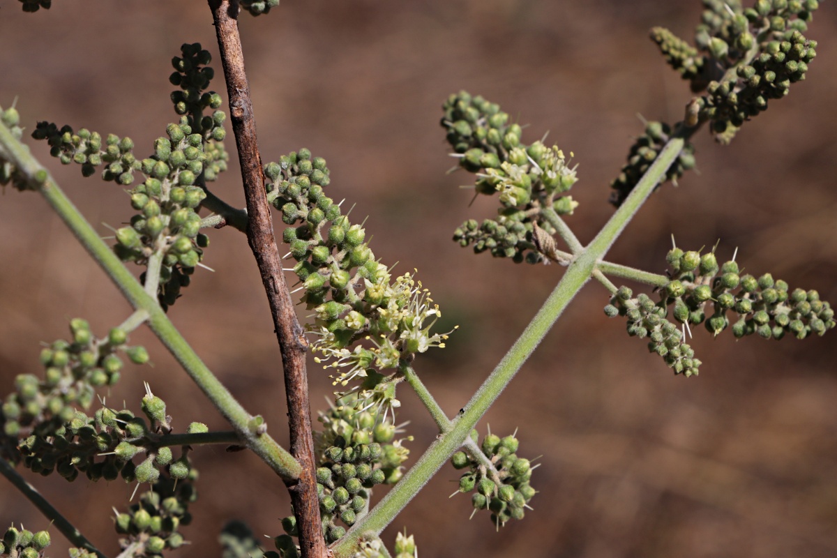 Combretum collinum subsp. gazense