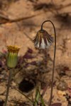 Emilia hockii