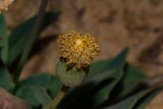 Emilia hockii