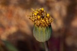 Emilia hockii