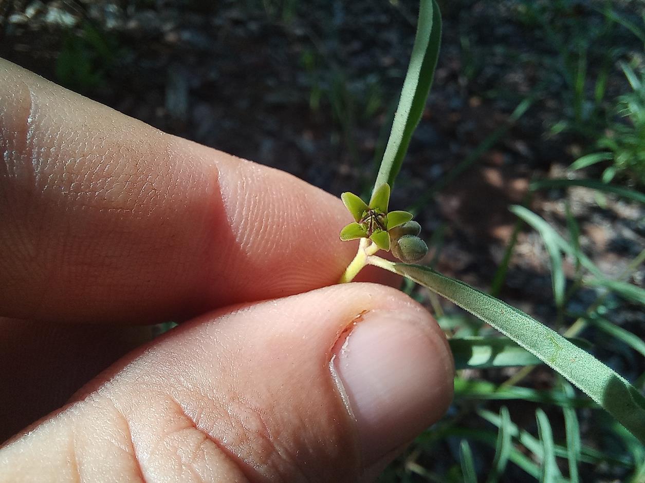 Raphionacme globosa