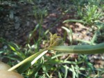 Raphionacme globosa