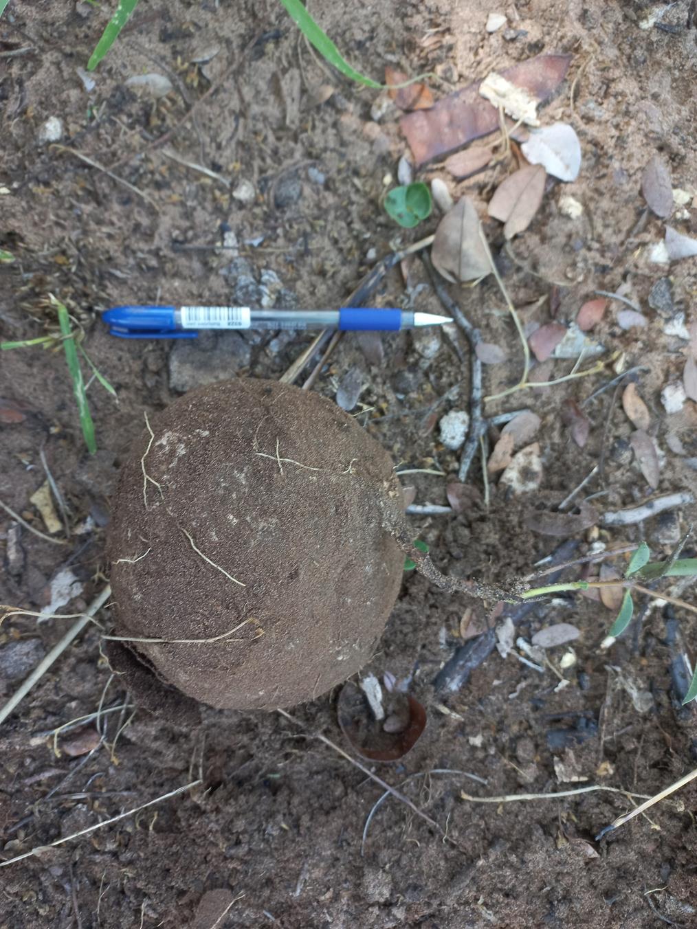 Raphionacme globosa