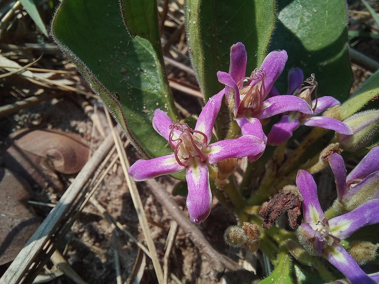 Raphionacme michelii