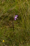 Raphionacme linearis