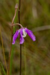 Raphionacme linearis