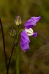 Raphionacme linearis