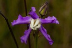Raphionacme linearis