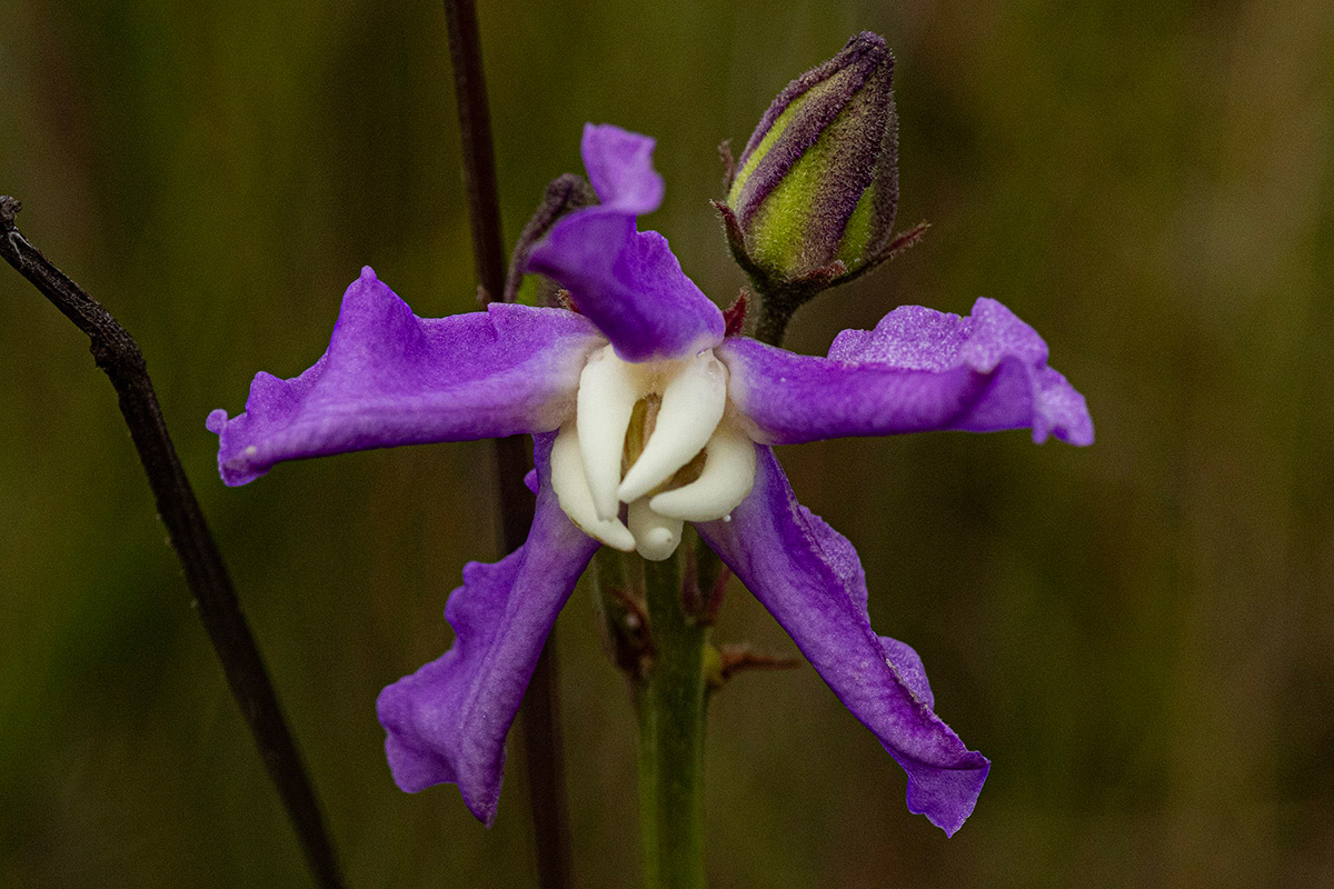 Raphionacme linearis