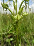 Habenaria geerinckiana