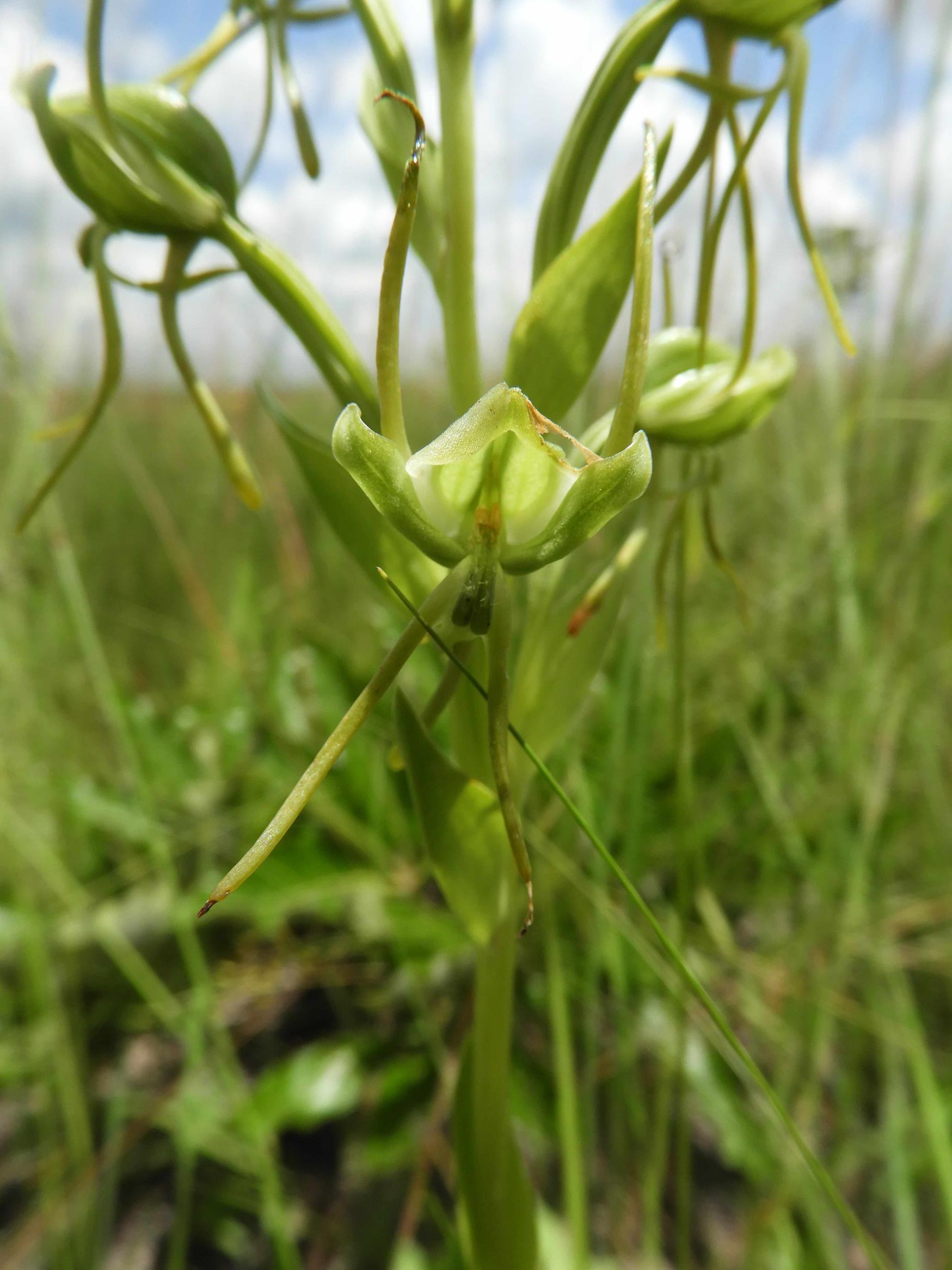 Habenaria geerinckiana