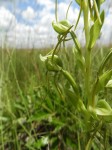 Habenaria geerinckiana