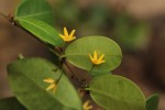 Secamone brevipes