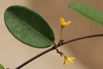 Secamone brevipes