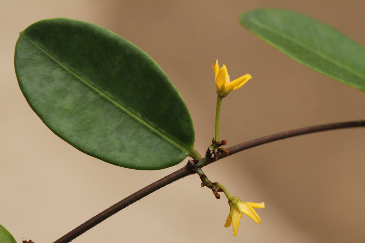 Secamone brevipes