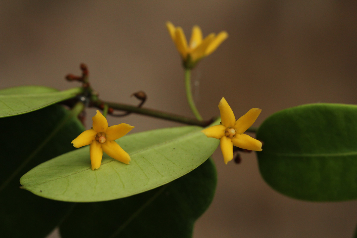 Secamone brevipes