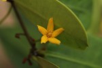 Secamone brevipes