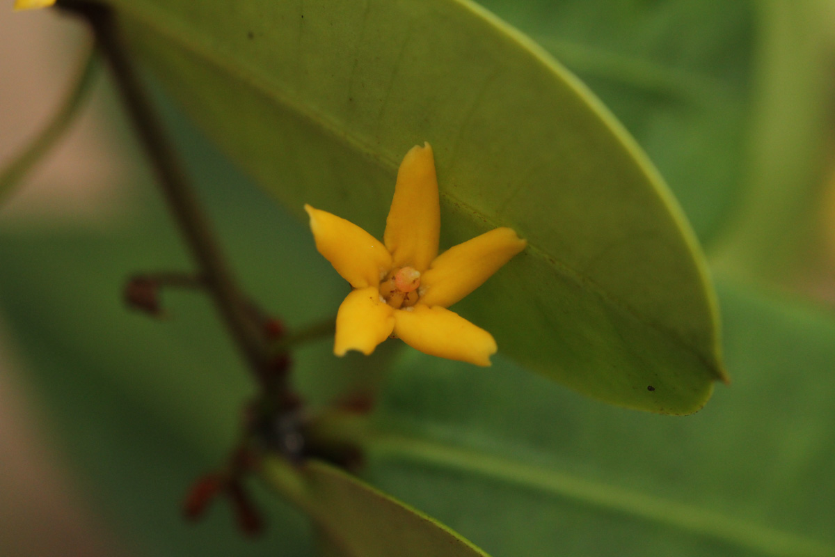 Secamone brevipes