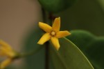 Secamone brevipes