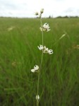 Aspidoglossum masaicum