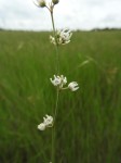 Aspidoglossum masaicum