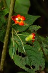 Impatiens gesneroidea