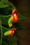 Impatiens gesneroidea