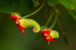 Impatiens gesneroidea
