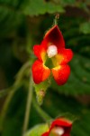 Impatiens gesneroidea