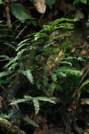 Adiantum vogelii