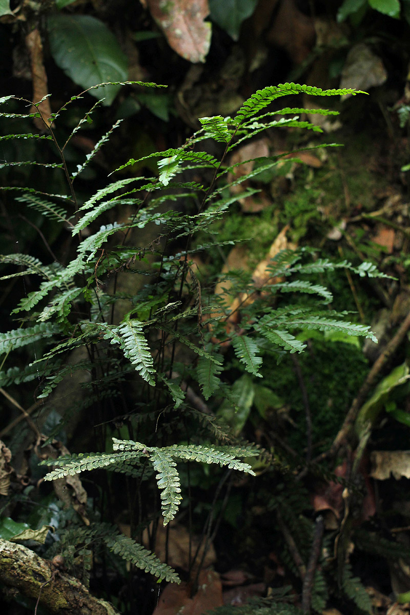 Adiantum vogelii
