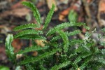 Adiantum vogelii