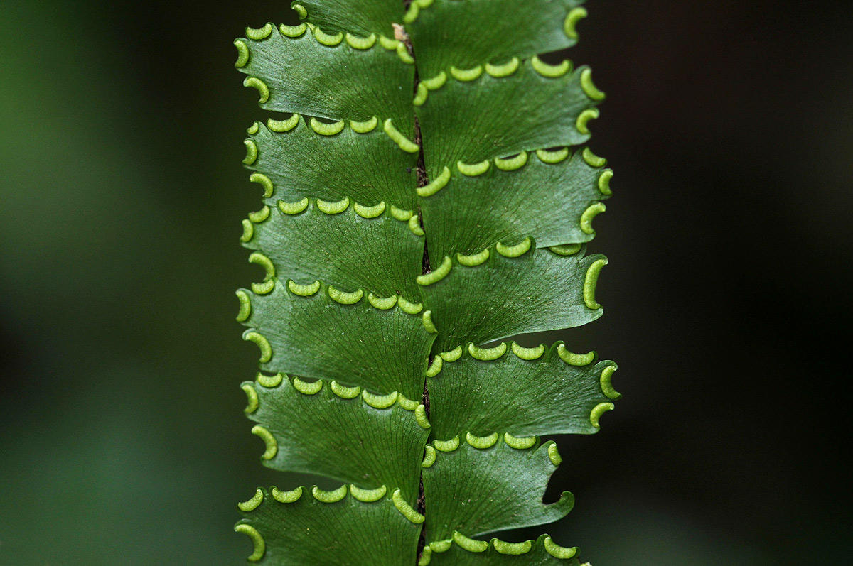 Adiantum vogelii