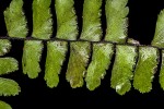 Adiantum vogelii