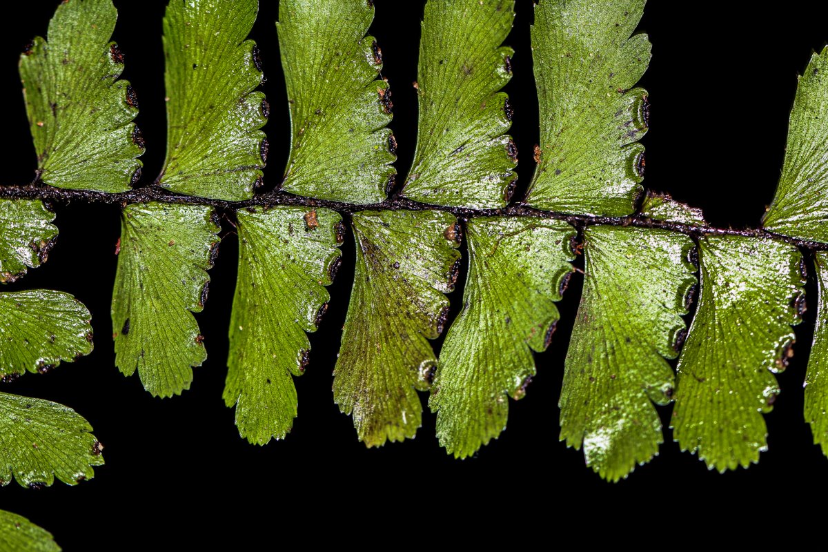 Adiantum vogelii