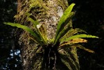 Asplenium africanum