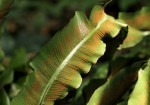 Asplenium africanum