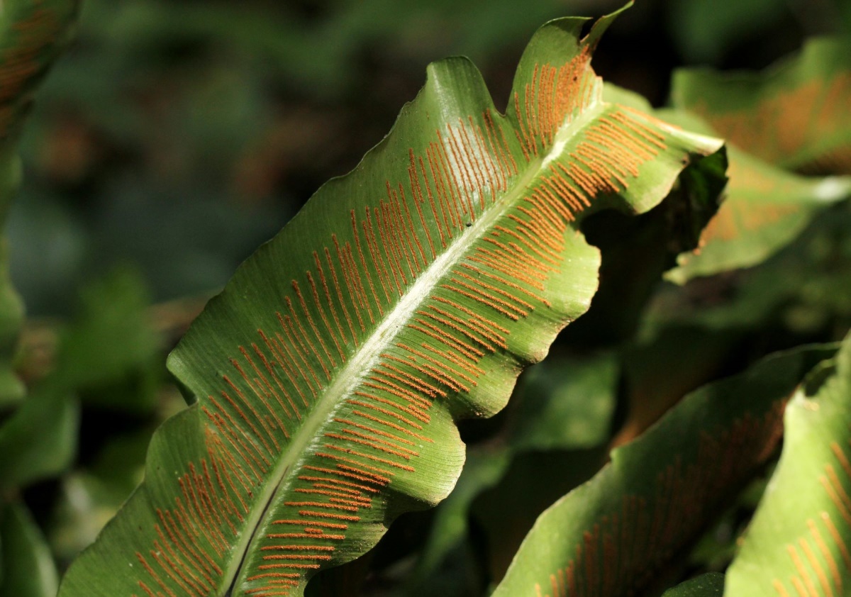 Asplenium africanum