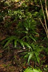 Pteris commutata