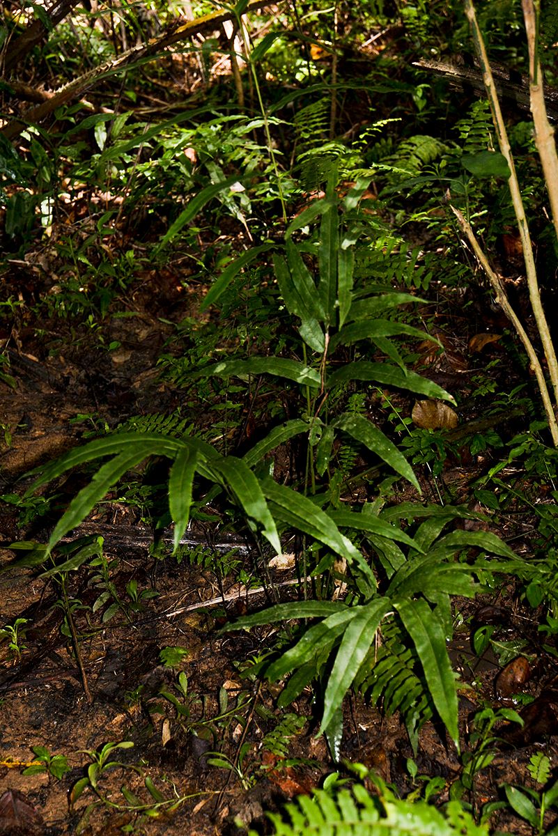 Pteris commutata