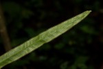 Pteris commutata